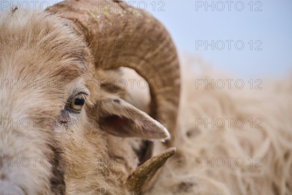 Domestic sheep (Ovis aries) 'Heidschnucke moorland sheep', portrait, Heligoland, Germany, Europe