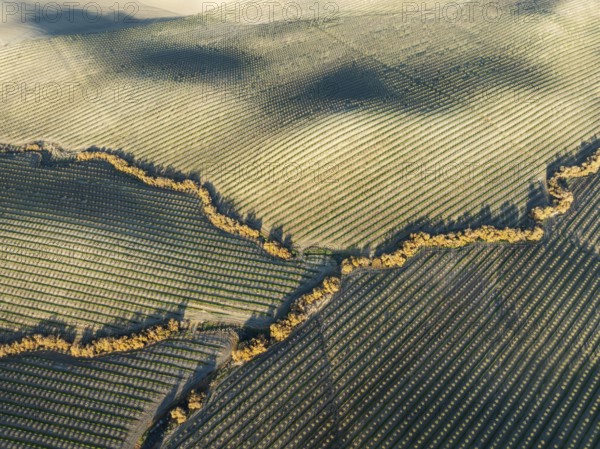 Cultivated almond trees (Prunus dulcis) and streams with riverine vegetation in the Campiña Cordobesa, the fertile rural area south of the town of Córdoba. Aerial view. Drone shot. Córdoba province, Andalusia, Spain, Europe