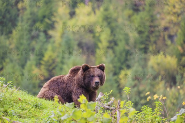 A young male brown bear (Ursus arctos arctos) crosses a meadow on hilly terrain, looking for food. In the distance is a forest