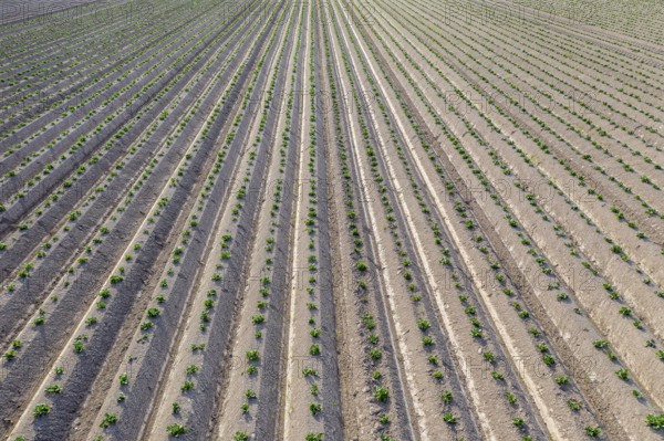 Aerial view of a potato field with ridges and young shoots, Dresden, Saxony, Germany, Europe