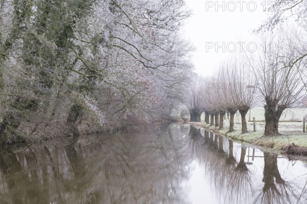 Pollarded willows on the Alstätter Aa near the Haarmühle, Münsterland, North Rhine-Westphalia, Germany, Europe