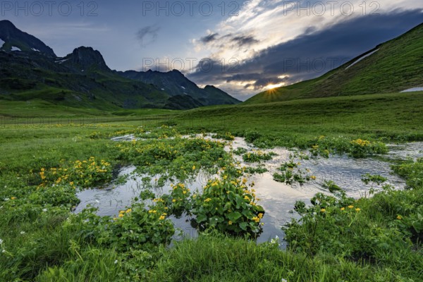 Summit in the morning light with dramatic clouds and marsh marigolds (Caltha) with stream in the foreground, Lech, Lechquellengebirge, Vorarlberg, Austria, Europe