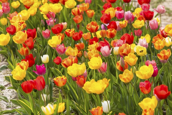 Colourful blooming tulips (tulpia) in a field for self-cutting flowers in Katzenberg, Nossen, Saxony, Germany, Europe
