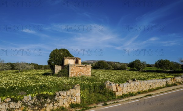 Landscape and nature in February, Majorca, Spain, Europe