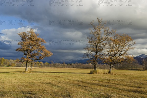 Murnau Moss, Murnauer Moos, a wetland close to Murnau, Bavaria, Germany, Europe