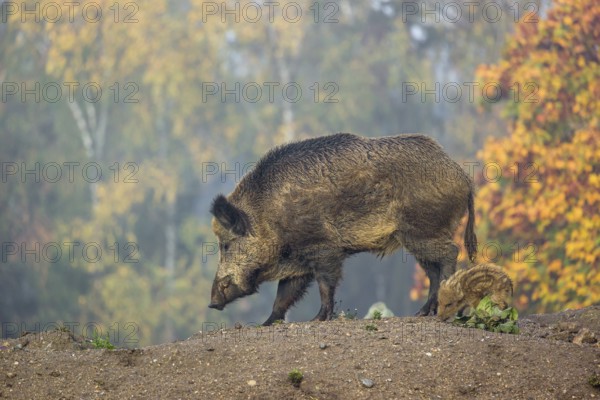 A wild boar or wild pig (Sus scrofa), runs across a clearing in hilly terrain in search of food. In the background you can see a forest in the fall foliage