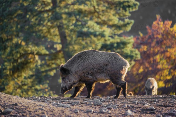 Two wild boar or wild pig (Sus scrofa), run across a clearing in hilly terrain in search of food. In the background you can see a forest in the fall foliage