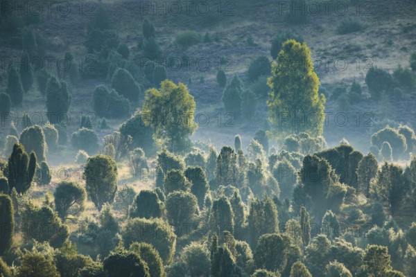 Light floods the forest and wafts of mist in the Totengrund in the Lüneburg Heath, Lower Saxony, Germany, Europe