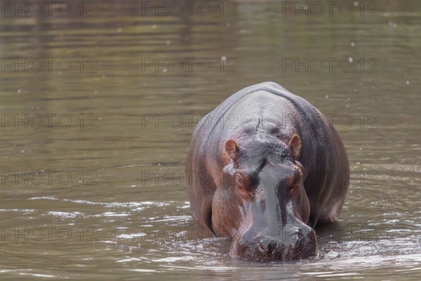 An adult hippopotamus (Hippopotamus amphibius) stands grazing in the shallow water of a river