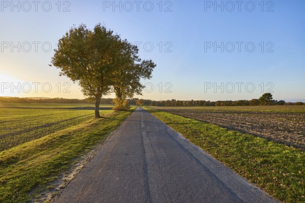 Landscape, trees, fields, sidelight, sunset, blue cloudless sky, Franz-Barca-Weg road, Hanstedt in der Nordheide, Lüneburg Heath, Harburg district, Lower Saxony, Germany, Europe