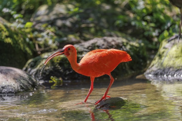 A scarlet ibis (Eudocimus ruber) stands on a stone lying in the shallow water of a riverbank and searches for food