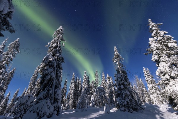 Northern lights, Aurora borealis over snow covered spruce trees on the taiga in winter at night, Riisitunturi National Park, Posio, Lapland, Finland, Europe