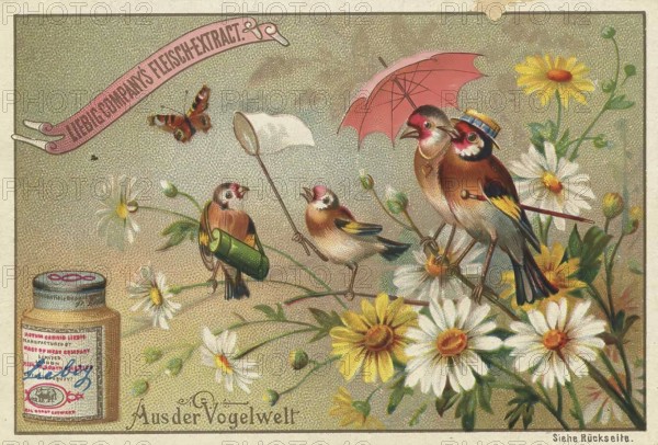 Picture series From the world of birds, birds in the summer resort, bird family, Liebig picture, digitally restored reproduction of a collector's picture from around 1900, public domain, exact date unknown, birds and a butterfly among daisies illustrated in vintage style