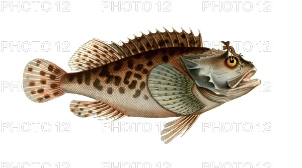 Fish, Fish, Fish genus from the scorpionfish family, Scorpaena porcus, Historical, digitally restored reproduction from a 19th century original, Record date not stated