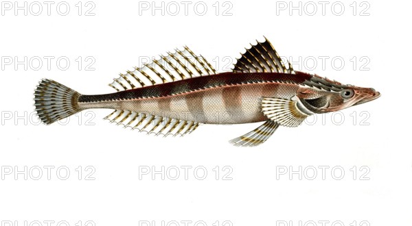 Fish, Fish, Fish genus from the bullhead family, Cottus Scaber, the spiny line, Historical, digitally restored reproduction from a 19th century original, Record date not stated