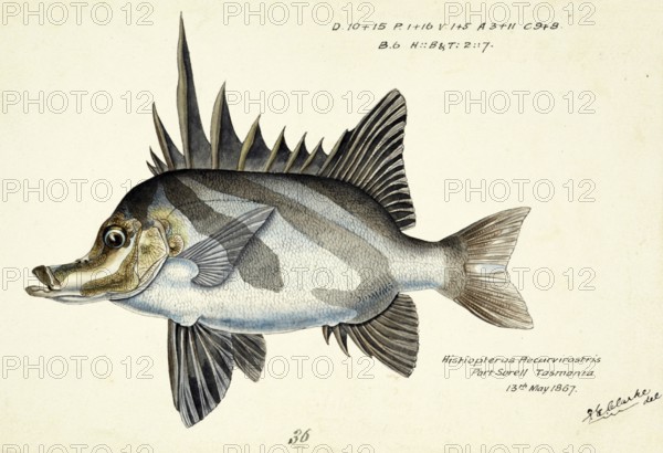 Long-snouted boarfish, Pentaceropsis recurvirostris, The longsnout boarfish, fish, reproduction of an original, by Frank Edward Clarke (b. 1849, d. 1899), ichthyologist and scientific draughtsman