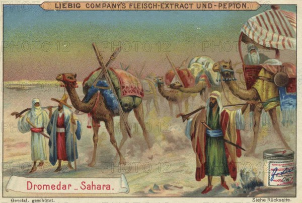 Picture series Animals of the Lands, Dromedary from the Sahara, Liebig picture, digitally restored reproduction of a collector's picture from around 1900, public domain, exact date unknown, caravan and nomads in the Sahara, camels travelling in the desert