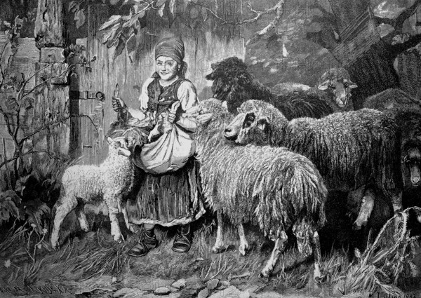Sheep harassing a girl who has food in her apron, illustration from 1887, historical, digital reproduction of an original from the 19th century