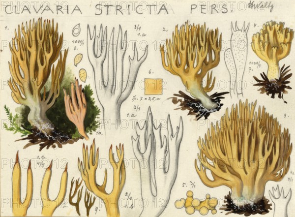 Mushroom, Mushrooms, Stiff coral, Ramaria stricta, Corallium stricta, authentic reproduction of an illustration by Hans Walty (1868-1948) from about 1915, historical