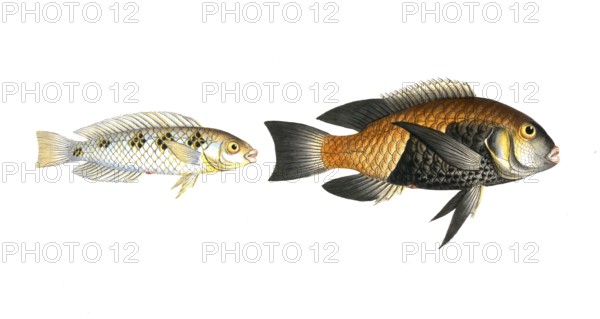 Fish, fish, left: Genus of wrasses, Labrus malapterus, the soft finned wrasse. right: Genus of wrasses, Labrus melagaster, the Black-belly, Historic, digitally restored reproduction from a 19th century original, Record date not stated