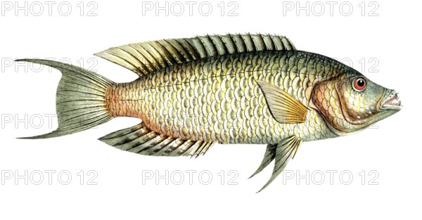 Fish, Fish, Sea bream family, Sparus chlorurus, Historical, digitally restored reproduction from a 19th century original, Record date not stated