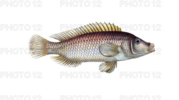 Fish, fish, fish genus from the snapper family Lutjanus linckii, the linkian lutian, The Lutian of Link, Historical, digitally restored reproduction from a 19th century original, Record date not stated