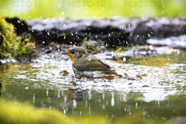 European robin (Erithacus rubecula) bathing Germany