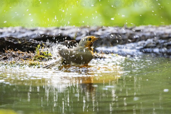 European robin (Erithacus rubecula) bathing Germany