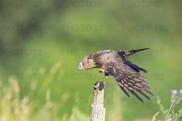 Montagu's harrier (Circus pygargus) wbl Germany