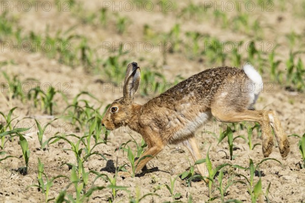 European hare (Lepus europaeus) Germany