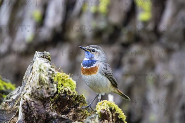 Bluethroat (Luscinia svecica cyanecula) Male Germany