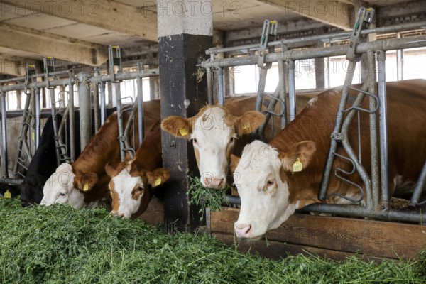 Oberlausitz, Saxony, Germany - Cattle eat fresh grass in the barn, the animals on this farm are kept in a species-appropriate manner on straw, with generous space above organic standards and fed with the farm's own feed, after eating the cattle are also allowed to return to the outside areas