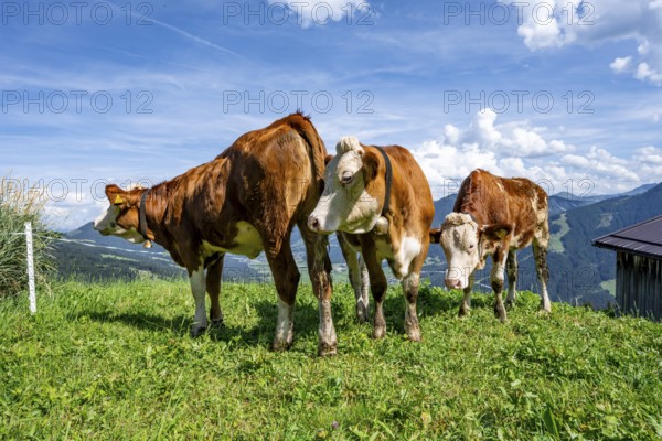 Three calves (Bos primigenius taurus), cows on an alpine meadow, Simmental cattle, Hochbrixen, Brixen im Thale, Tyrol, Austria, Europe