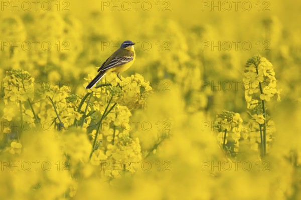 A yellow wagtail sits in spring in a flowering rape field near Frankfurt am Main, Frankfurt am Main, Hesse, Germany, Europe