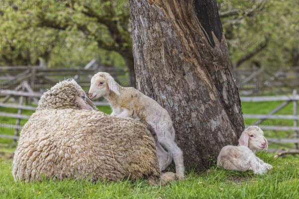 Sheep and young of the Württemberger breed, also known as Merinoland sheep. Sheep pasture on the Swabian Alb with lamb. Beuren, Baden-Württemberg, Germany, Europe