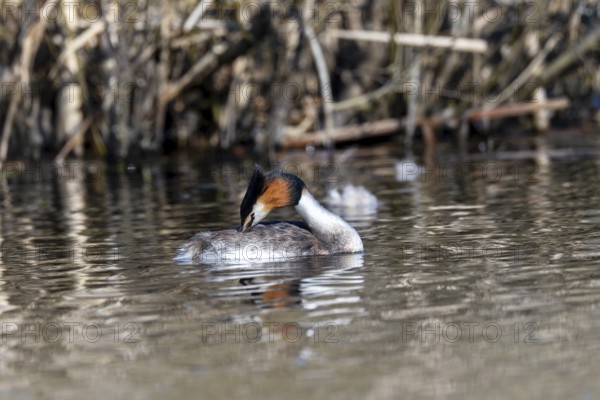 Great Crested Grebe (Podiceps Scalloped ribbonfish), Vulkaneifel, Rhineland-Palatinate, Germany, Europe