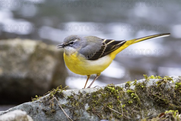 Grey wagtail (Motacilla cinerea) Germany