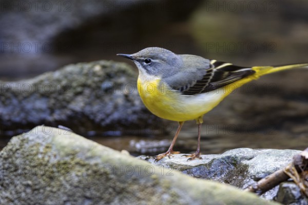 Grey wagtail (Motacilla cinerea) Germany