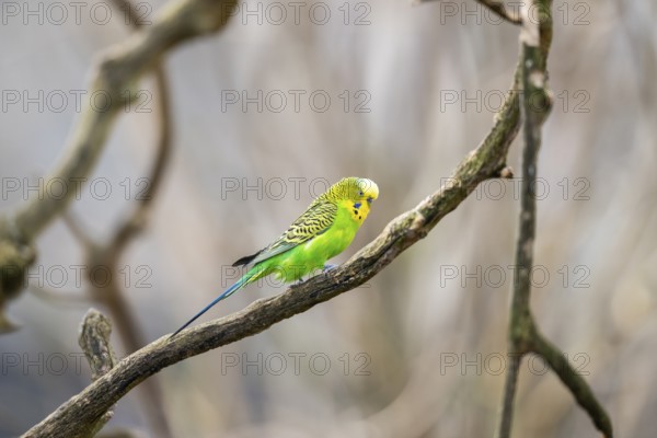 Budgerigar (Melopsittacus undulatus), sitting on a branch, Bavaria, Germany, Europe