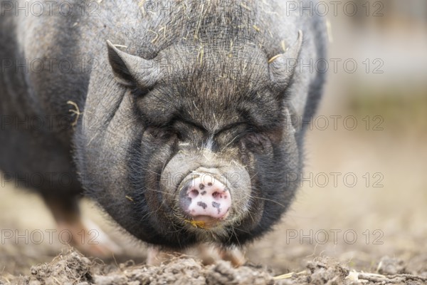 Vietnamese Pot-bellied pig standing on the ground, Bavaria, Germany, Europe