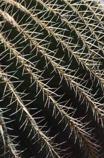 Detail, surface of cactus, spine, spiky, surface, texture, background, nature, botany, plant, close-up