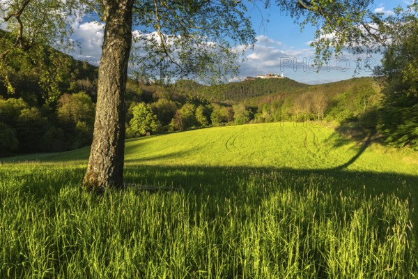 Meadow with birch in the evening light, view of the Wartburg, Eisenach, Thuringia, Germany, Europe