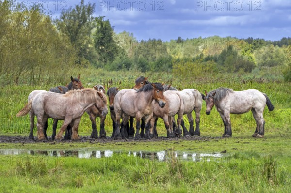 Herd of Koniks, Polish Konik horses resting in meadow of nature reserve De Bourgoyen-Ossemeersen near Ghent, East Flanders, Belgium, Europe