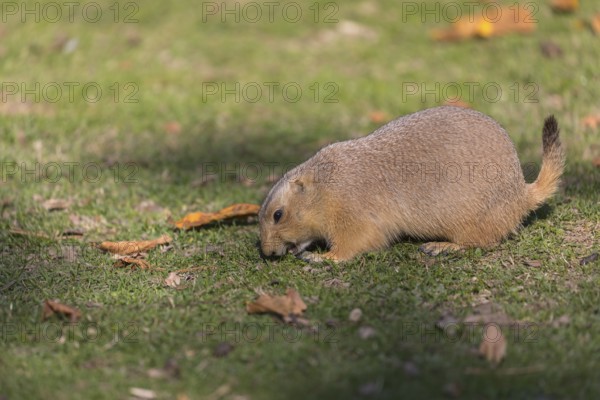 One black-tailed prairie dog sitting on short grass, searching for food on a bright sunny day