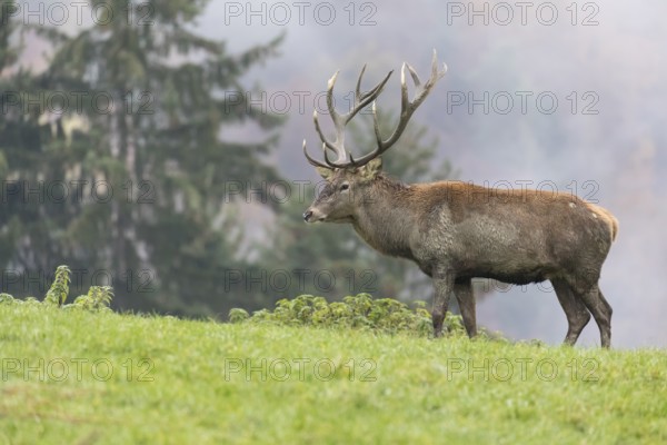 Red Deer buck at the end of the rutting season