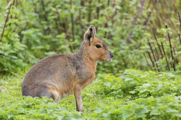 One Patagonian mara (Dolichotis patagonum) sits on a meadow with stinging nettle