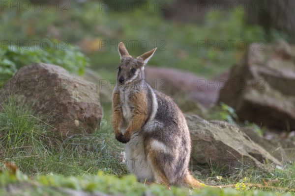 One yellow-footed rock-wallaby (Petrogale xanthopus), or ring-tailed wallaby sitting on grass between rocks and trees. Near threatened (IUCN)