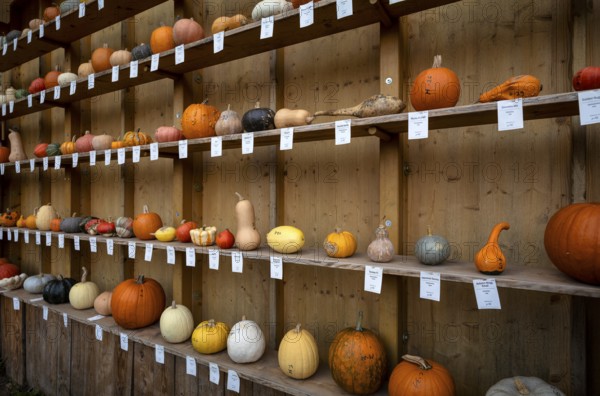 Classification, nomenclature, labelling shelf with various pumpkins, pumpkin exhibition, pumpkins, Blühendes Barock, Ludwigsburg, Baden-Württemberg, Germany, Europe