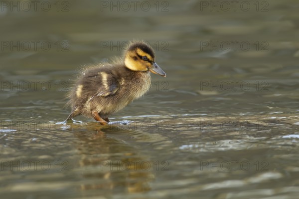 Mallard or Wild duck (Anas platyrhynchos) juvenile baby duckling bird on a lake, England, United Kingdom, Europe