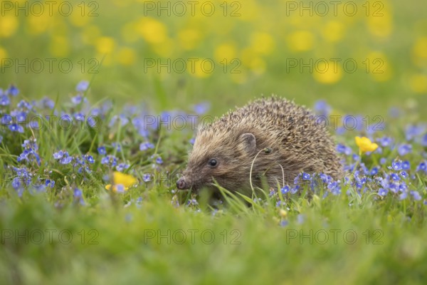European hedgehog (Erinaceus europaeus) adult animal in a spring time meadow with flowering Buttercup and Speedwell flowers, Suffolk, England, United Kingdom, Europe